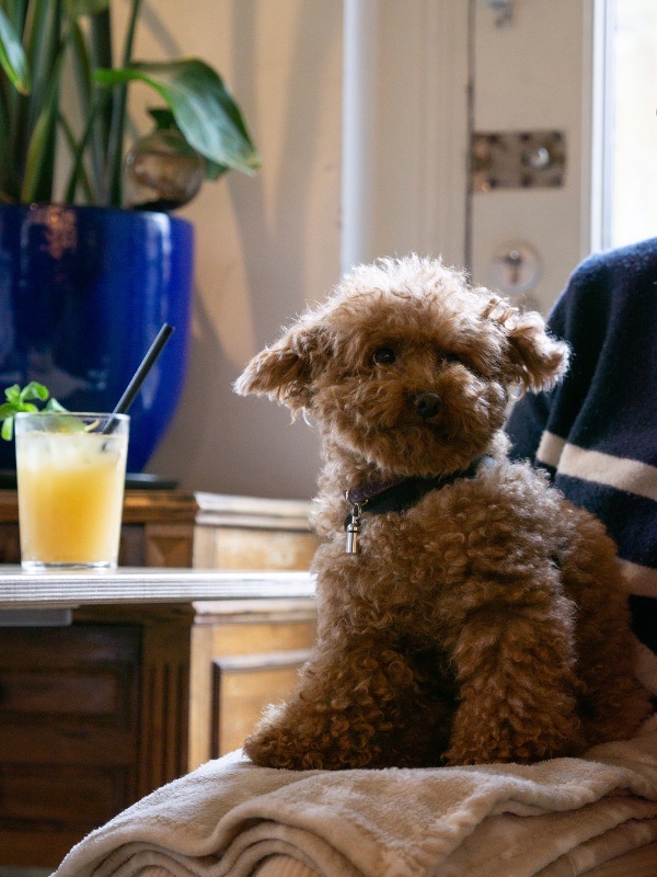 Een hondje op schoot met een glas limonade op de achtergrond